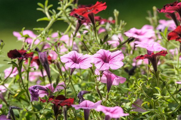 Ma belle poubelle : alliez design et éco-responsabilité !